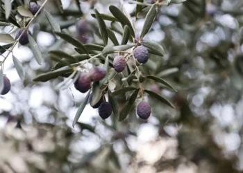 Mersin Mezitli’de Zeytin Hasadı Başladı: Zeytinyağı Geliri Yerel Ekonomiye Katkı Sunacak