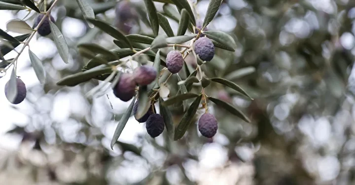Mersin Mezitli’de Zeytin Hasadı Başladı: Zeytinyağı Geliri Yerel Ekonomiye Katkı Sunacak