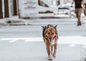 Sokakta yürüyen, kahverengi tüylü sevimli bir köpek kameraya bakıyor