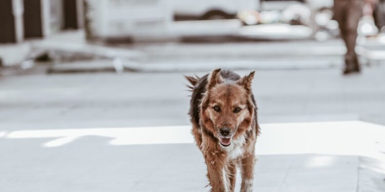 Sokakta yürüyen, kahverengi tüylü sevimli bir köpek kameraya bakıyor