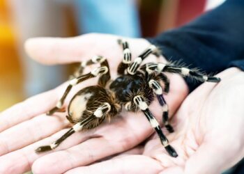 Bir kişinin ellerinde tuttuğu siyah beyaz tüylü tarantula örümceği.