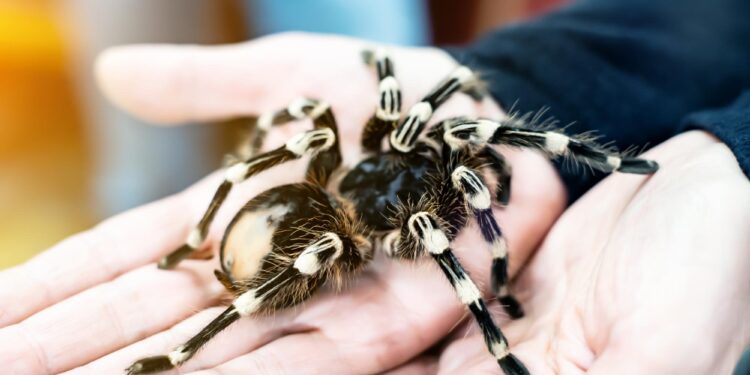 Bir kişinin ellerinde tuttuğu siyah beyaz tüylü tarantula örümceği.